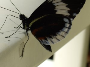 butterfly up close
