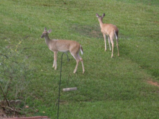 2 of my furry friends