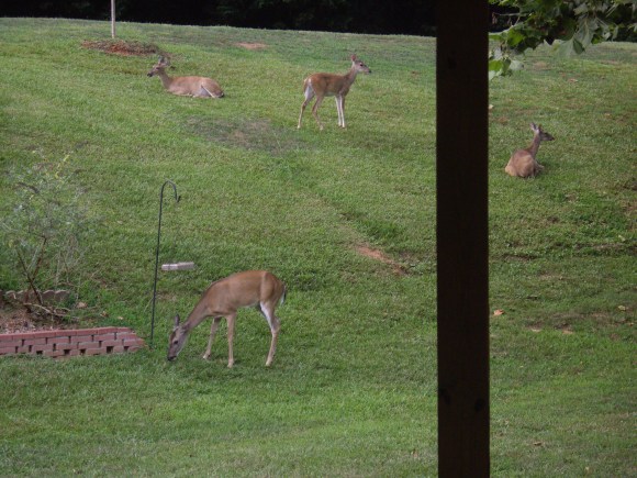 Part of Daisy Mae's family 7-24-16