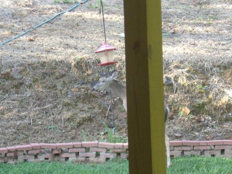 Tipping the feeder 8-11-15