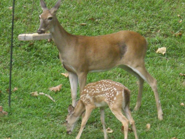 Daisy Mae & little one 9-1-16