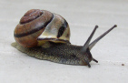 snail-male